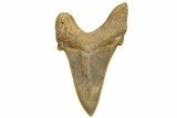 Serrated Sokolovi (Auriculatus) Shark Tooth - Dakhla, Morocco #321866-1